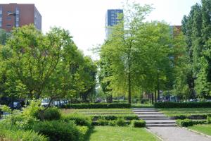 image oliveaux